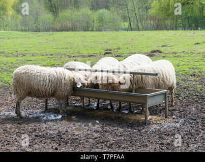 Cinq moutons de manger d'un grand creux dans la boue Banque D'Images