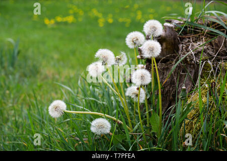 Fleurs de pissenlit puff, la belle pousse des mauvaises herbes sur une souche d'arbre dans le pré vert, espace de discussion, de copie Banque D'Images