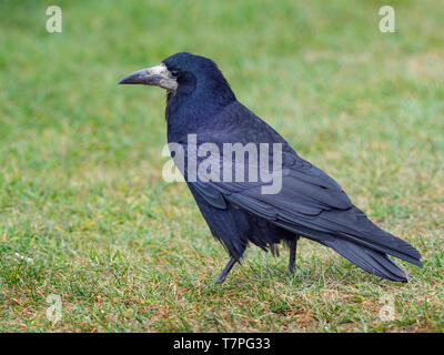 Corvus frugilegus Rook dans l'alimentation de la côte Est des Prairies Norfolk Banque D'Images