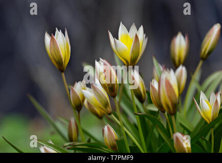 Tulipes sauvages fleurit avec des fleurs colorées au printemps Banque D'Images