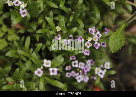 Lobularia maritima ou Alyssum est une petite fleur pourpre blanc, la Floraison tout l'été Banque D'Images