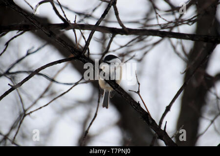 La mésange on Tree Branch Banque D'Images