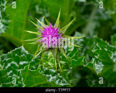 Le chardon marie Silybum marianum Banque D'Images