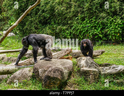 Le singe chimpanzé jouant au parc en journée ensoleillée. Banque D'Images