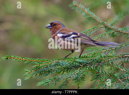 Chaffinch commun posant entièrement sur une branche de sapin vert dans une forêt Banque D'Images