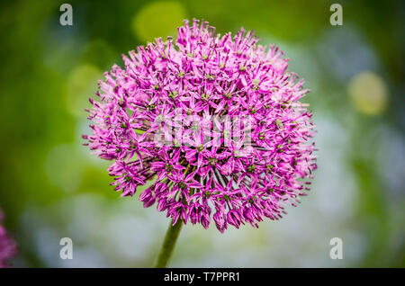 La forme sphérique d'un ornement ou d'Allium, oignon dans un contexte avec un bokeh vert Banque D'Images