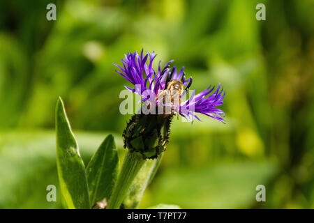 Centaurea Montana une fleur avec une abeille, également connu sous le nom de bleuet vivace, bleuet de montagne, du baccalauréat, de la centaurée maculée et bouton bluet montagne Banque D'Images