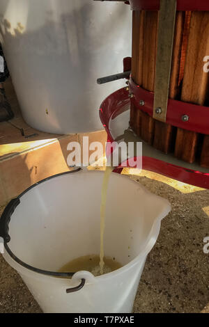 Un de près de l'un ancien pressoir en forme de tonneau en bois plein de raisins avec le jus du raisin dans une benne blanche Banque D'Images