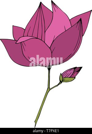 Magnolia fleurs botanique vecteur foral. L'art d'encre mauve gravé illustration magnolia isolés élément. Illustration de Vecteur