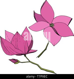 Magnolia fleurs botanique vecteur foral. L'art d'encre mauve gravé illustration magnolia isolés élément. Illustration de Vecteur