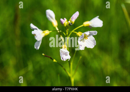 Une fleur de coucou (Cardamine pratensis) Banque D'Images