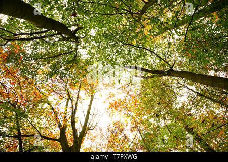 Arbre d'automne feuillage changeant de couleur vu du dessous Banque D'Images