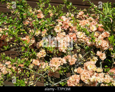 Un buisson de Chaenomeles espèce Geisha Girl en pleine floraison montrant l'orange douce couleur des fleurs Banque D'Images