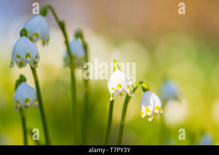 Flocon blanc de printemps fleurs, TLeucojum vernum, fleurissent dans la lumière du soleil sur un pré vert. un bulbe d'espèces de plantes à fleurs vivaces dans la famille da Banque D'Images