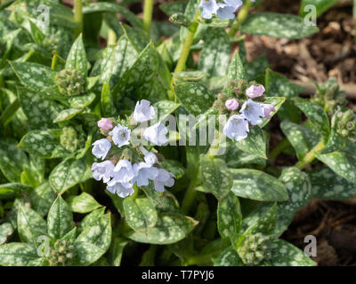 En gros plan des fleurs sur Pulmonaria Opal Banque D'Images