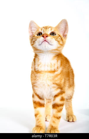 Le gingembre mackerel tabby kitten isolé sur fond blanc Banque D'Images