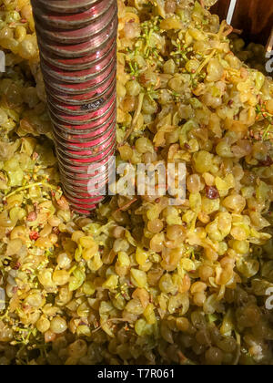 Une vue du haut vers le bas d'un ancien pressoir en forme de tonneau en bois plein de raisins blancs plein de raisins Banque D'Images
