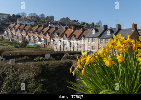 Une rangée de cottages de pêcheurs dans le village côtier de la bière, des jonquilles jaune vif au premier plan, contre un ciel bleu clair Banque D'Images