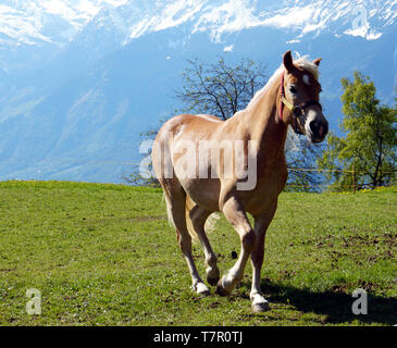 Un cheval Haflinger galoper sur le pâturage. Les Alpes en arrière-plan. Banque D'Images