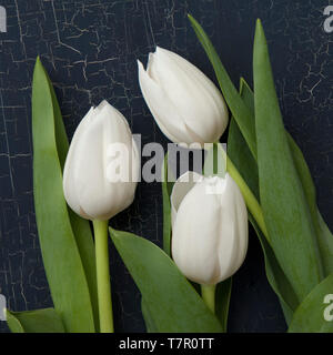 Trois tulipes blanches sur fond sombre Banque D'Images