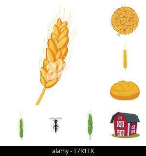 Printemps, pain, voler,grenier,spike,graines,hiver,bâtiment,insectes,Culture,dur,industrie,lutte,farine,l'alimentation, contrôle, des semences de céréales,automne,petit déjeuner,stop,oreille,orge,chignon,ailes,son,maïs,blé,maïs,grain,récolte,ferme,terrain,agriculture,agriculture,seigle,plantes,,set,icône,,illustration,collection,isolé,design,graphisme,élément signe,caricature,couleur,vecteurs vecteur , Illustration de Vecteur
