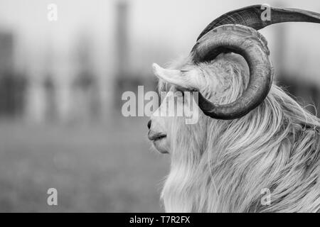 Kiko bouc noir et blanc portrait photo close up Banque D'Images