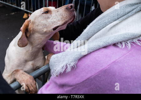 Un fox hound à un peu d'amour et d'un câlin d'un spectateur au début de la Boxing Day Hunt, Retford, South Yorkshire, Royaume-Uni Banque D'Images