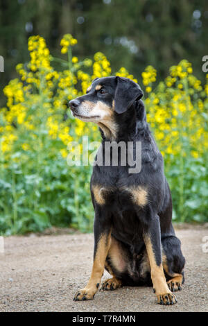 Pinscher autrichien Österreichischer - Pinscher Banque D'Images