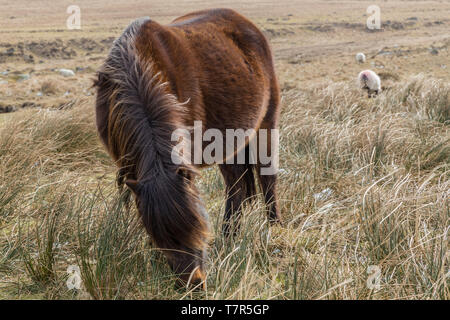 Un poney Dartmoor avec c'est la tête en bas, le pâturage sur l'herbe sèche du Dartmoor National Park, en Angleterre, avec des moutons à l'arrière-plan Banque D'Images