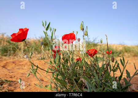 Bush de coquelicots rouges sur fond d'un champ agricole et ciel bleu. Paysage Banque D'Images