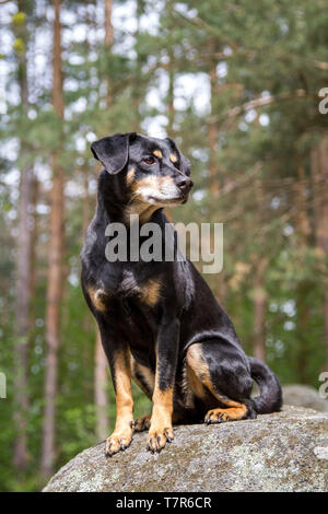 Pinscher autrichien Österreichischer - Pinscher Banque D'Images