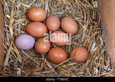 Un gros plan d'une collection d'oeufs de poules marron et un oeuf violet en attente d'être recueillis assis sur un lit de paille. Banque D'Images