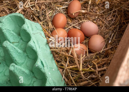 Un gros plan d'une collection d'oeufs de poules brun restant à recouvrer assis sur un lit de paille avec une boîte d'oeufs à l'avant-plan Banque D'Images