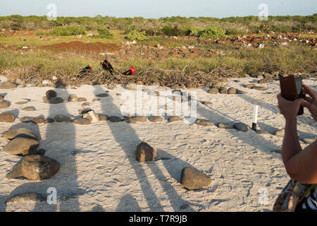 Les îles Galapagos, ont été la source de la théorie de l'évolution élaborée par Darwin, les îles ont des versions uniques de reptiles et d'oiseaux Banque D'Images