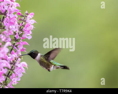 Colibri à gorge rubis (Archilochus colubris, rss, on Meadow Sauge (Salvia Pretensis), une fleur vivace rose au printemps Banque D'Images