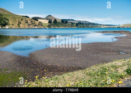 La péninsule d'Otago près de Dunedin sur l'île Sud de la NZ est un paradis pour les amoureux de la nature. La colonie d'albatros royal est au point d'Harington Banque D'Images