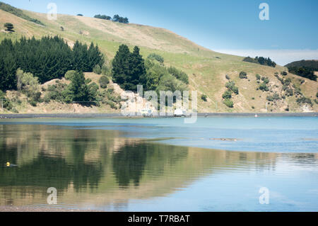 La péninsule d'Otago près de Dunedin sur l'île Sud de la NZ est un paradis pour les amoureux de la nature. La colonie d'albatros royal est au point d'Harington Banque D'Images