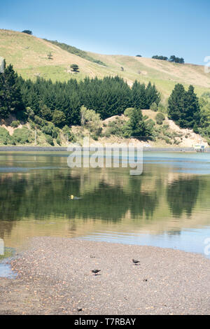 La péninsule d'Otago près de Dunedin sur l'île Sud de la NZ est un paradis pour les amoureux de la nature. La colonie d'albatros royal est au point d'Harington Banque D'Images