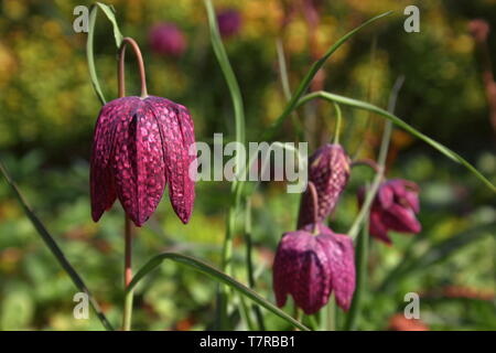 Un groupe de Fritillaria meleagris plantes à fleurs - L'un comme libre. Fritillaria meleagris est originaire du nord de l'Europe. Le lis est la floraison, en s Banque D'Images