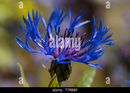 Une macro closeup of a blue mountain bleuet. Une fleur avec rayons ultra-intéressant. Banque D'Images