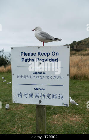 La péninsule d'Otago près de Dunedin sur l'île Sud de la NZ est un paradis pour les amoureux de la nature. La colonie d'albatros royal est au point d'Harington Banque D'Images