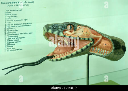 Adder ou Vipera Berus Snake Head structure en gros plan exposé au Musée National d'Histoire naturelle de Sofia, Bulgarie Banque D'Images