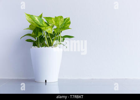 Les plantes ornementales. Les flux d'argent en Thaïlande en pots. Banque D'Images