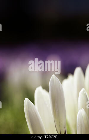 Crocus chrysanthus - un champ de blanc et violet crocusses sur un pré. Ils sont encore fermées car le soleil est tout juste de sortir. Banque D'Images