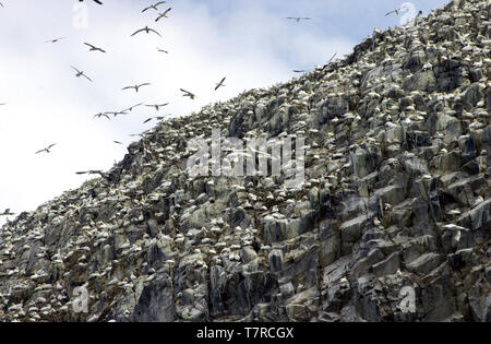 Fou de Bassan en vol plus de Bass Rock au large de North Berwick, East Lothian, plus de 100 000 fous de bassan et autres oiseaux de mer. Banque D'Images