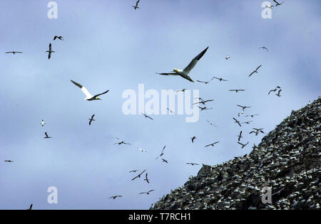 Fou de Bassan en vol plus de Bass Rock au large de North Berwick, East Lothian, plus de 100 000 fous de bassan et autres oiseaux de mer. Banque D'Images