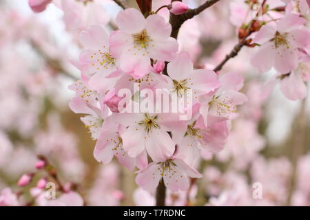 Prunus 'Pandora' Pale rose fleurs de Cherry 'Pandora' à la mi-printemps - Royaume-Uni. Hybride de P. subhirtella 'ascendens rosea' et P. x yedoensis.AGM Banque D'Images