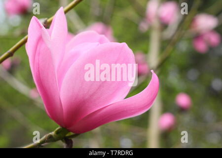 Magnolia sprengeri var. diva Copeland 'court'. Fleurs rose vif candyfloss de Magnolia 'cour' Copeland au printemps . Aga. UK Banque D'Images
