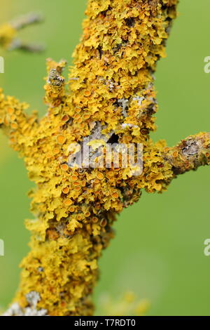 Xanthoria parietina. Lichen orange commun poussant sur un arbre de la cerise en cornaline (Cornus mas) au printemps dans un environnement boisé, à l'intérieur des terres - UK Banque D'Images