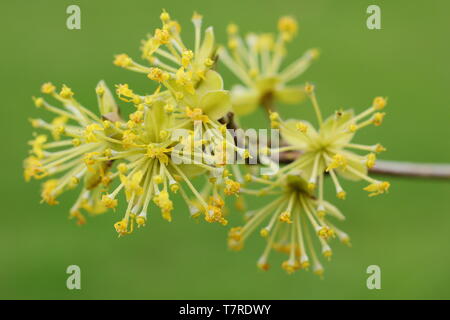 Cornus mas 'Jolico'. Les grappes de fleurs denses de la cerise en cornaline 'Jolico' au printemps - UK, jardin. Aga Banque D'Images